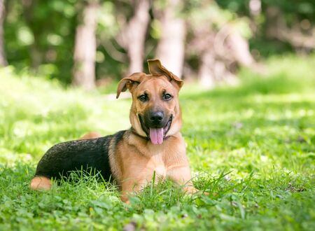 A German Shepherd Dog puppy with floppy ears lying in the grassの写真素材