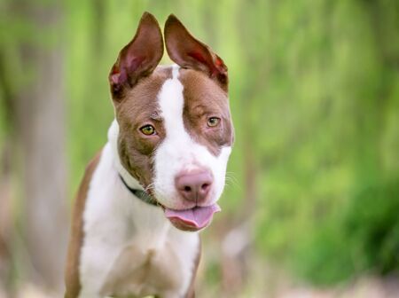 A red and white Pit Bull Terrier mixed breed dog with floppy upright ears
