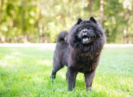 A black Chow Chow dog with a thick wooly coat standing outdoorsの写真素材