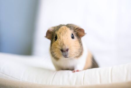 A tan and white American Guinea Pig (Cavia porcellus) looking at the cameraの写真素材