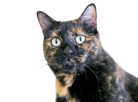 Close up of a domestic shorthair cat with Tortoiseshell markingsの写真素材