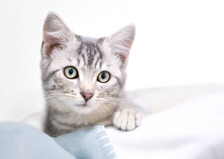 An adorable gray tabby domestic shorthair kitten lying on a blanketの写真素材