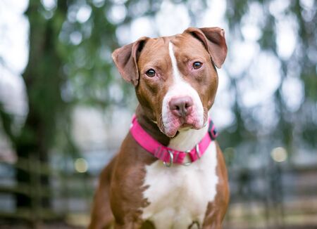 A red and white Pit Bull Terrier mixed breed dog outdoors wearing a collarの写真素材