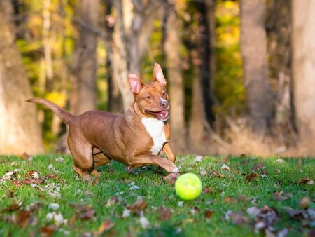 A playful red and white Pit Bull Terrier mixed breed dog chasing a ball outdoorsの写真素材