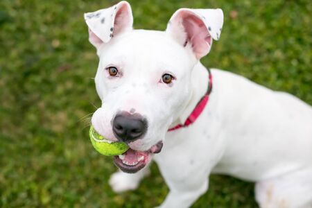 A white Pit Bull Terrier mixed breed dog holding a ball in its mouth