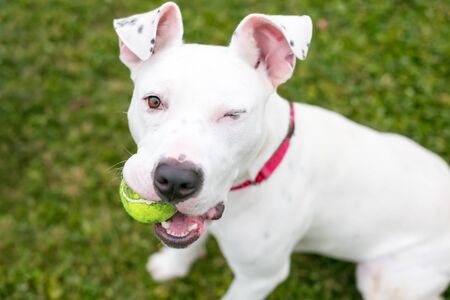 A white Pit Bull Terrier mixed breed dog holding a ball in its mouth and winking at the cameraの写真素材