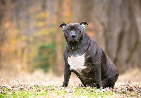 An obese Pit Bull Terrier mixed breed dog sitting outdoorsの写真素材
