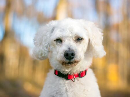 A white Miniature Poodle mixed breed dog squinting its eyes with a bored or sleepy expression
の写真素材