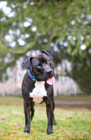 A friendly black and white Pit Bull Terrier mixed breed dog standing outdoors and listening with a head tiltの写真素材