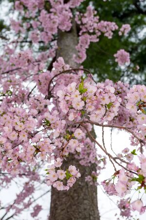 Yoshino cherry blossoms (Prunus x yedoensis) at the Cherry Blossom Festival in Washington DC, USAの写真素材