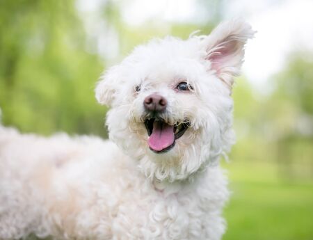 A furry white Poodle mixed breed dog with floppy ears and a happy expressionの写真素材