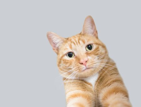 An orange tabby domestic shorthair cat reaching its front legs forward as if it's taking a selfie pictureの写真素材