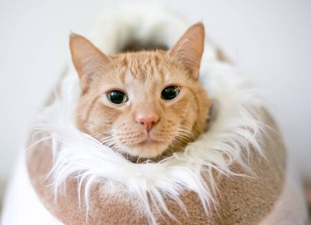 An orange tabby domestic shorthair cat with dilated pupils peeking out of a cat bed lined with furry materialの写真素材