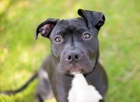 A young black and white Pit Bull Terrier mixed breed dog with floppy ears looking up at the camera with a head tiltの写真素材