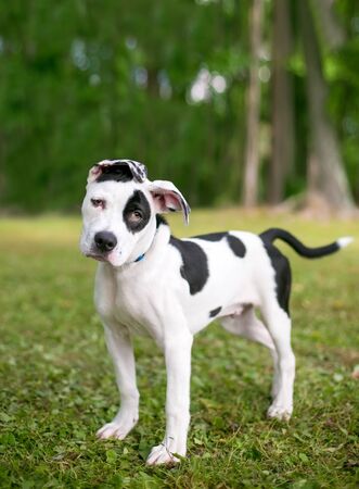 A black and white spotted puppy with floppy ears looking at the camera with a head tiltの写真素材