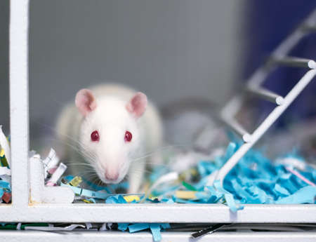 A white albino pet rat with red eyes sitting in a cage full of shredded paperの写真素材