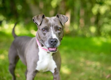 A cute gray and white Terrier mixed breed dog with a happy expressionの写真素材