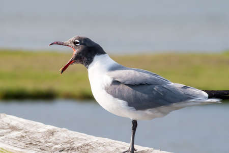 A Laughing Gull (Leucophaeus atricilla) perched on a wooden rail and calling at Assateague Island...