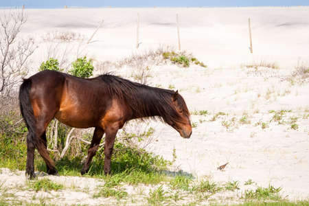 A wild pony (Equus caballus) and Killdeer (Charadrius vociferus) with sand dunes at Assateague Island National Seashore, Marylandの写真素材