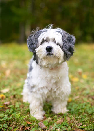 A cute Shih Tzu mixed breed dog standing outdoors