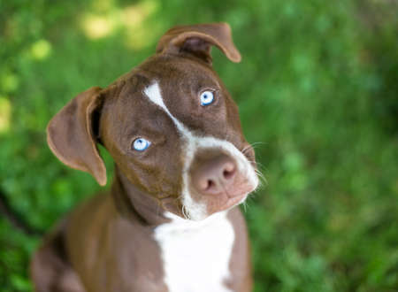 A brown and white Pit Bull Terrier mixed breed dog with light blue eyes, looking up at the camera and listening with a head tiltの写真素材