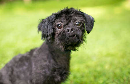 A scruffy black mixed breed dog outdoors, looking at the cameraの写真素材