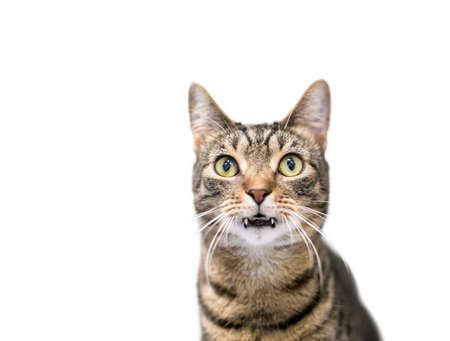 A brown tabby shorthair cat with long fangsの写真素材