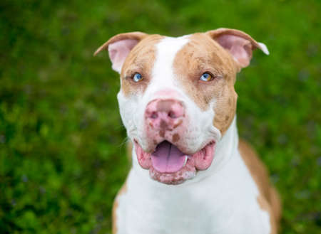 A red Catahoula Leopard Dog mixed breed dog with sectoral heterochromia in its eyesの写真素材