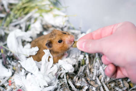 A pet Syrian hamster in a cage full of shredded paper receiving a treat from a person