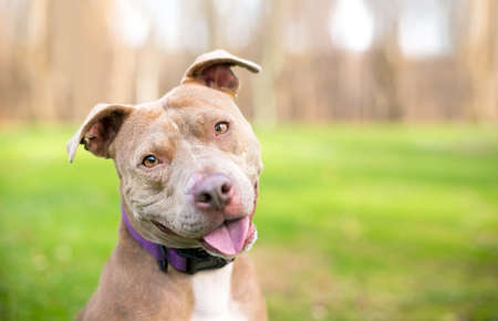 A happy Pit Bull Terrier mixed breed dog looking at the camera with a head tiltの写真素材