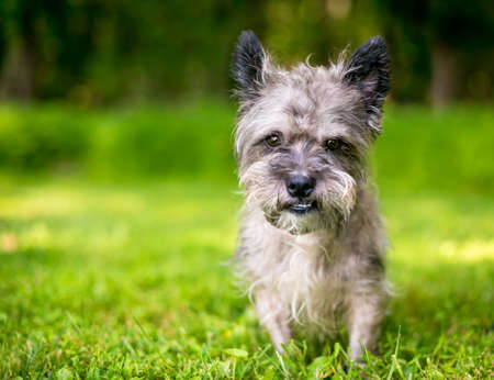 A scruffy Cairn Terrier mixed breed dog outdoorsの写真素材