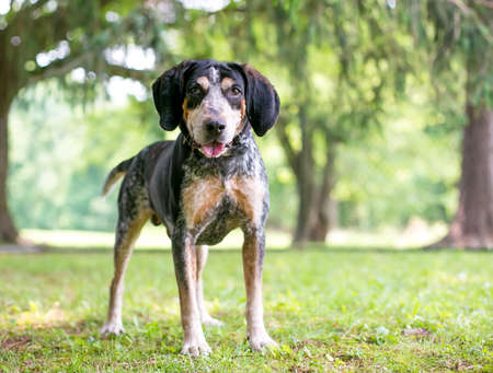 A Bluetick Coonhound dog standing outdoors with a happy expressionの写真素材