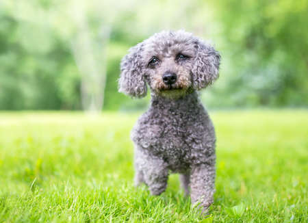 A gray Miniature Poodle mixed breed dog standing outdoorsの写真素材