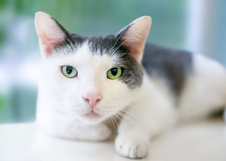 A gray and white shorthair cat with green eyes staring at the cameraの写真素材