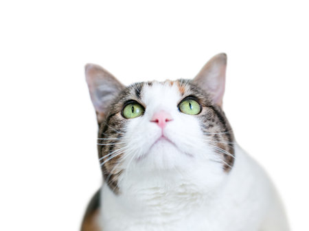A shorthair cat with calico tabby and white markings and green eyes looking upの写真素材