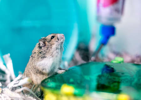 A pet hamster with a bulging cheek pouch in a cageの写真素材