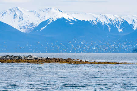 A flock of gulls flying along the coast of Alaska with snow-capped mountains in the backgroundの写真素材