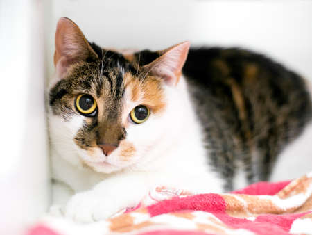 A shy Calico tabby shorthair cat with dilated pupils and a worried expressionの写真素材