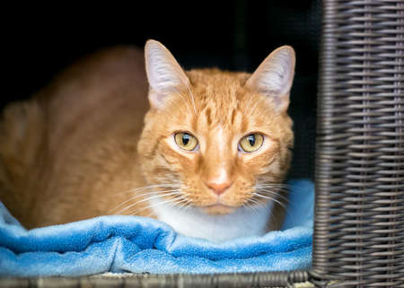 An orange tabby shorthair cat lying on a blue blanket