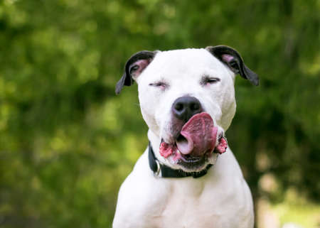 A black and white American Bulldog mixed breed dog with its eyes closed and licking its lipsの写真素材