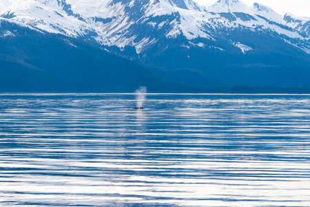 The blow of a Humpback Whale (Megaptera novaeangliae) surfacing off the coast of Alaska with snow-capped mountains in the backgroundの写真素材