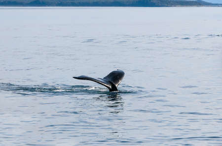 The fluke or tail of a Humpback whale (Megaptera novaeangliae) as it dives in the waters of southern...