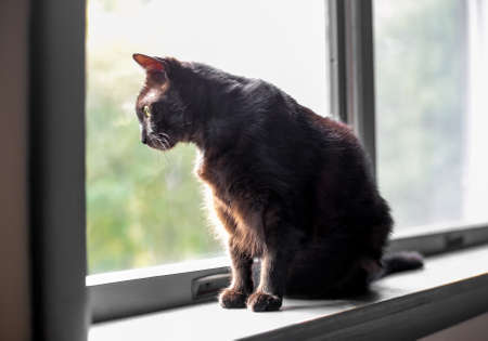 A black shorthair cat sitting on a windowsill and looking out of the windowの写真素材