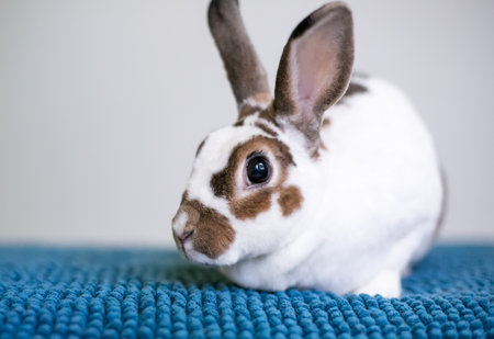 A brown and white Rex breed pet rabbit sitting on a blue blanketの写真素材