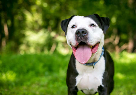 A happy black and white Pit Bull Terrier mixed breed dog outdoorsの写真素材
