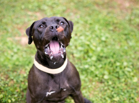 A black Pit Bull Terrier mixed breed dog opening its mouth wide to catch a treat in the airの写真素材