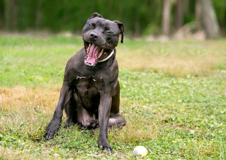 A black Pit Bull Terrier mixed breed dog making a funny face with its mouth wide openの写真素材