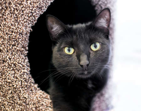 A black shorthair cat relaxing in a covered pet bed and looking at the cameraの写真素材