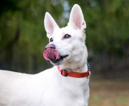A white Shepherd dog wearing a red collar and licking its lipsの写真素材
