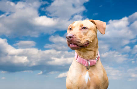 A red Hound x Retriever mixed breed dog outdoors against a blue sky with cloudsの写真素材